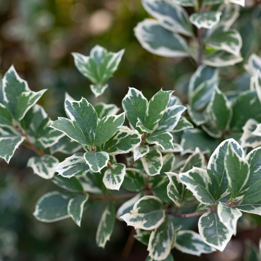Euonymus fortunei Emerald Gaiety - Fusain