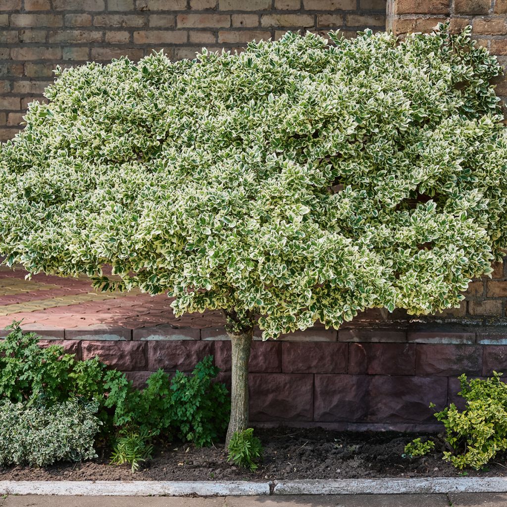 Euonymus fortunei Emerald Gaiety - Fusain