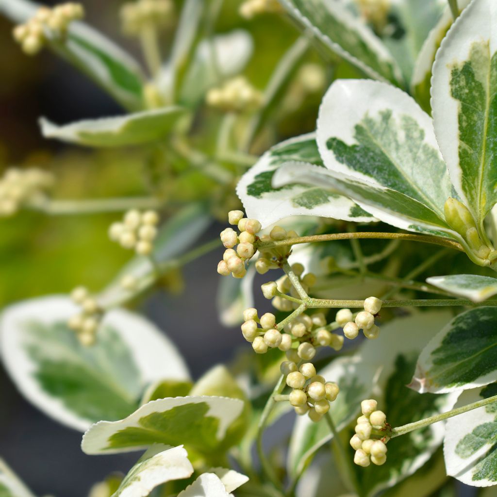 Euonymus fortunei Emerald Gaiety - Fusain
