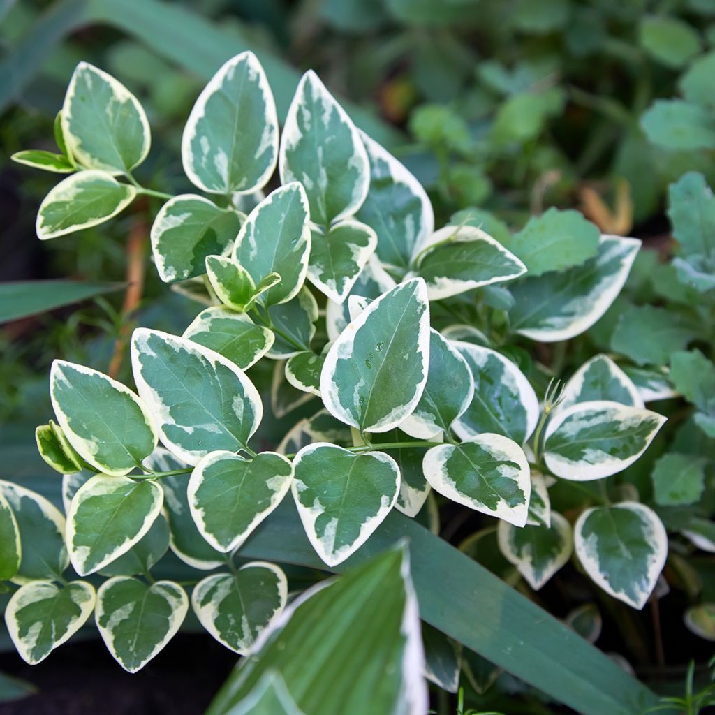 Euonymus fortunei Emerald Gaiety - Fusain