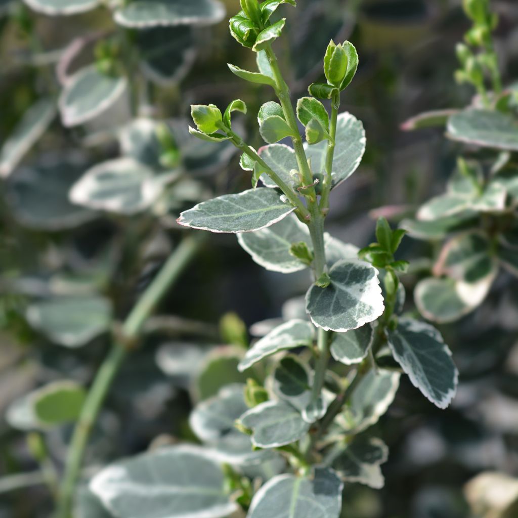 Euonymus fortunei Emerald Gaiety - Fusain