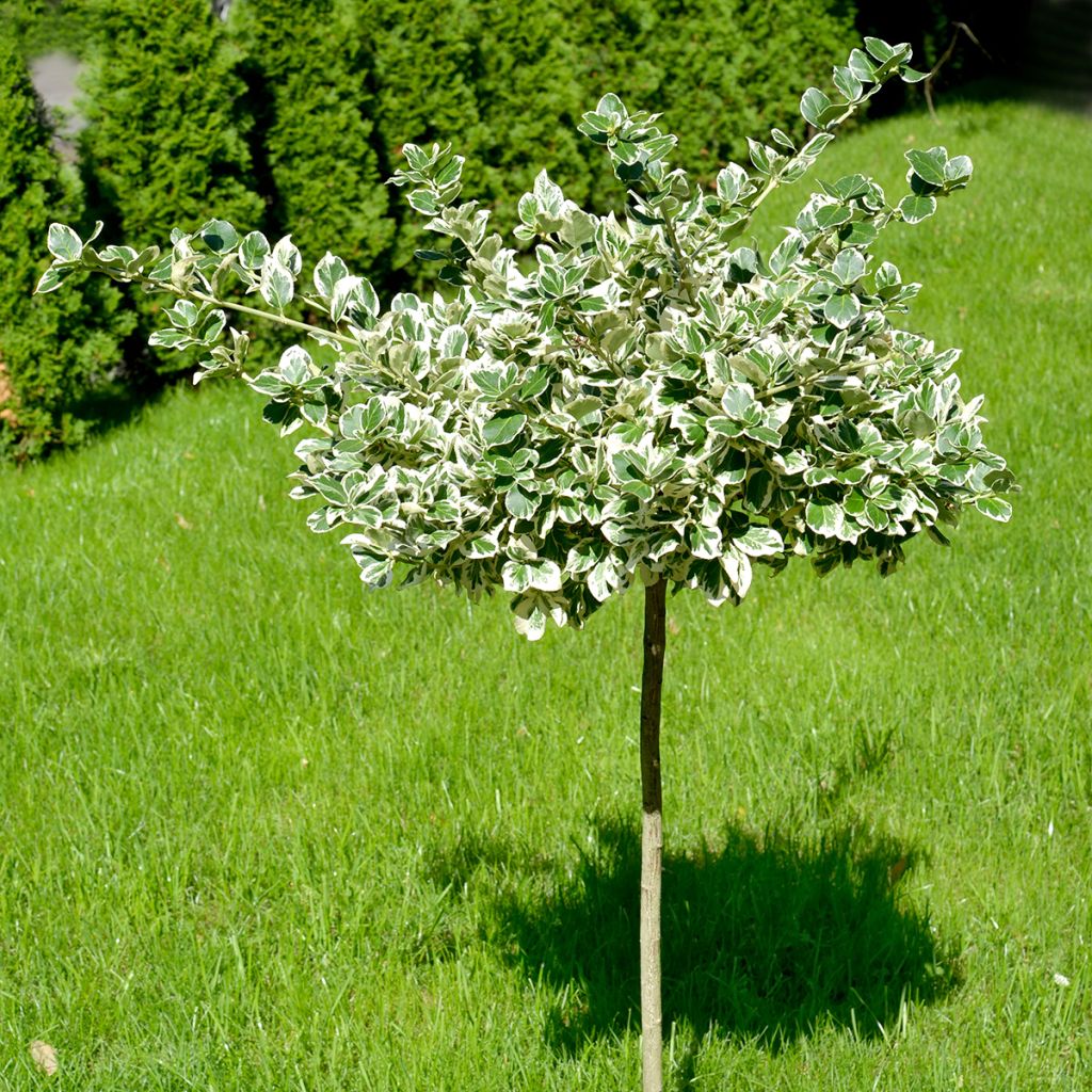 Euonymus fortunei Emerald Gaiety - Fusain