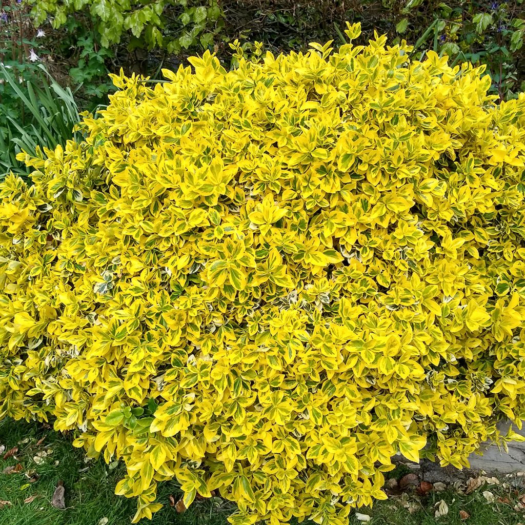 Euonymus fortunei Emerald 'n gold - Fusain