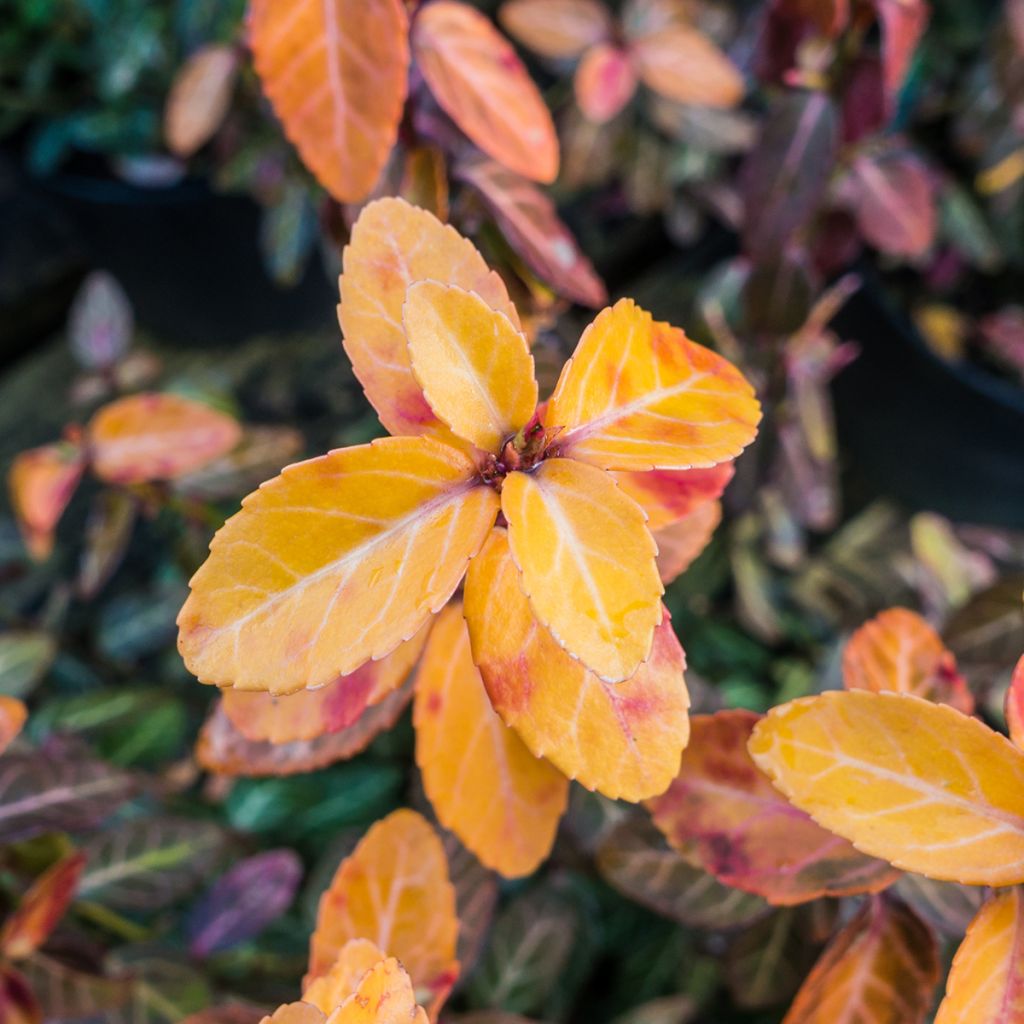 Euonymus fortunei Goldy - Fusain persistant