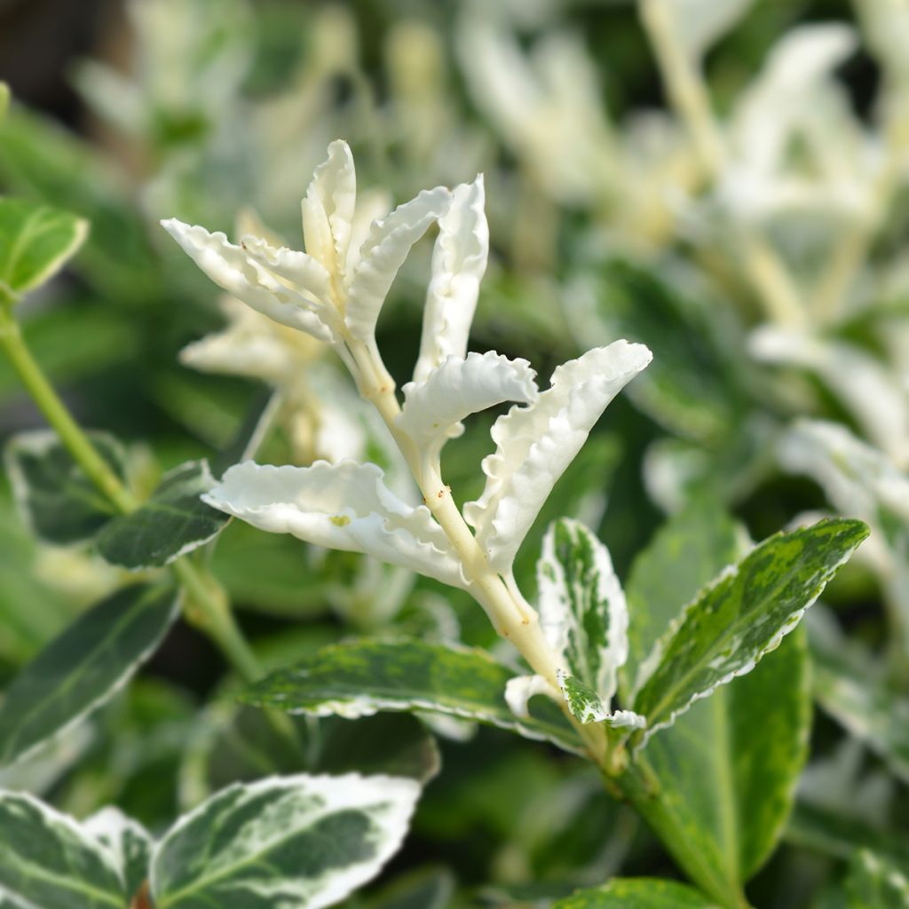 Euonymus fortunei Harlequin - Fusain persistant panaché