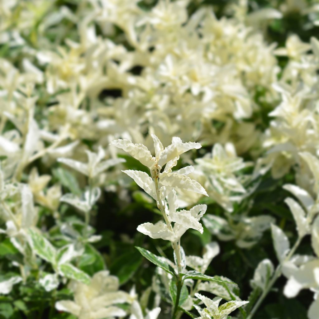 Euonymus fortunei Harlequin - Fusain persistant panaché