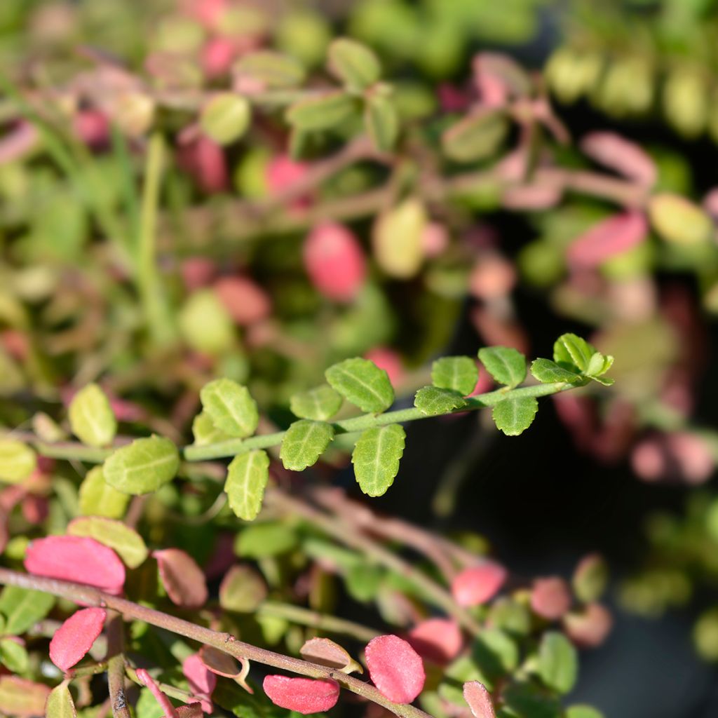 Euonymus fortunei Minimus - Fusain persistant