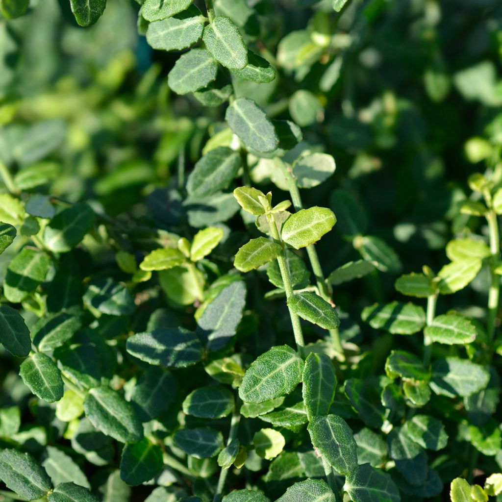 Euonymus fortunei Minimus - Fusain persistant