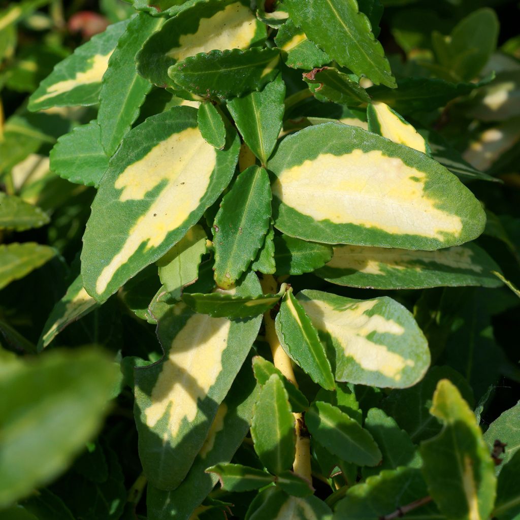 Euonymus fortunei  Sunspot - Fusain persistant