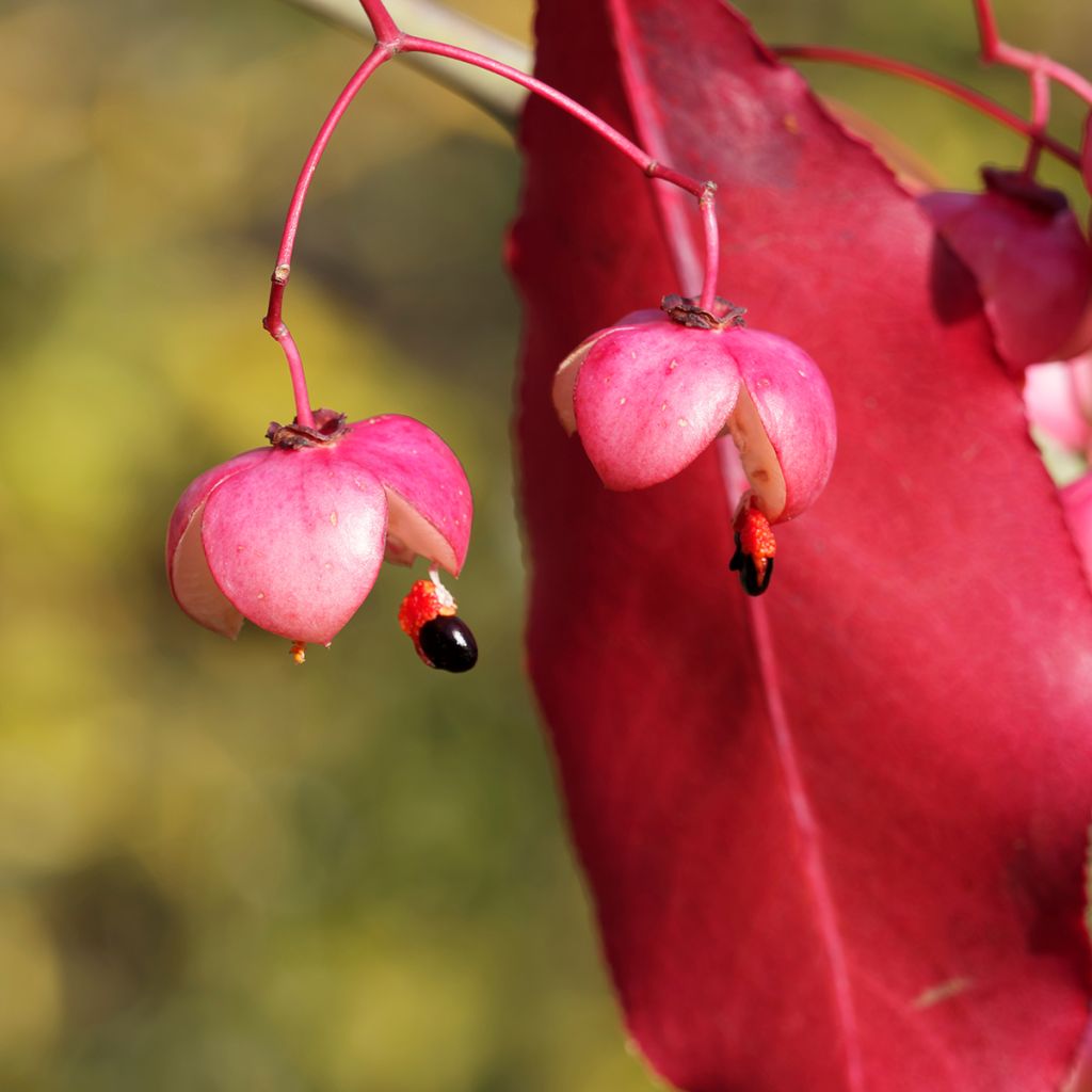 Euonymus grandiflorus Red Wine - fusain