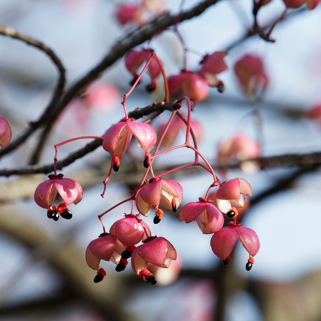 Euonymus grandiflorus Red Wine - fusain
