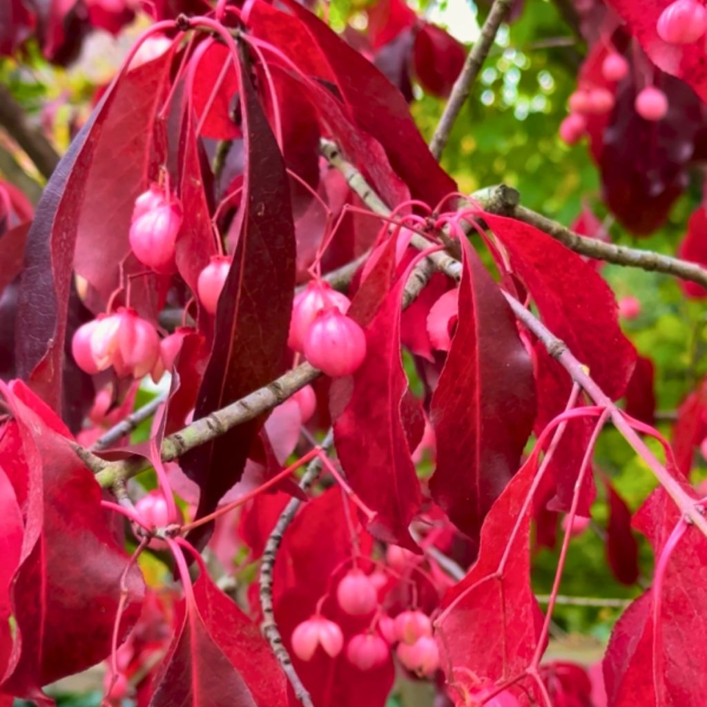 Euonymus grandiflorus Ruby Wine - Fusain