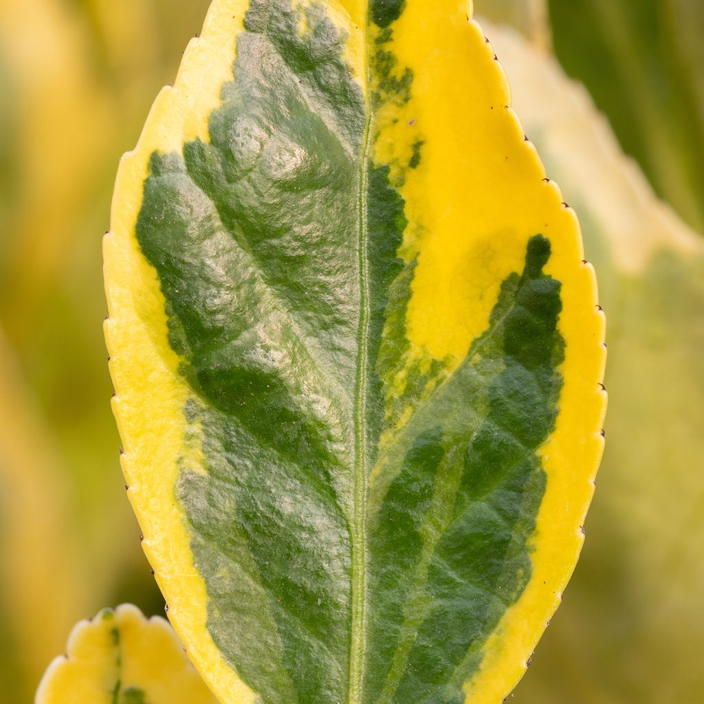 Euonymus japonicus Aureus - Fusain du Japon