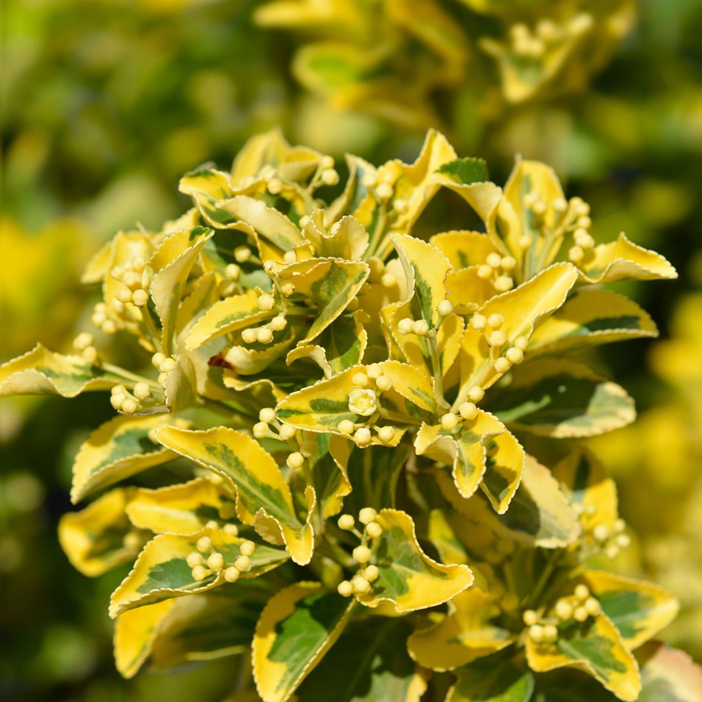 Euonymus japonicus Aureus - Fusain du Japon