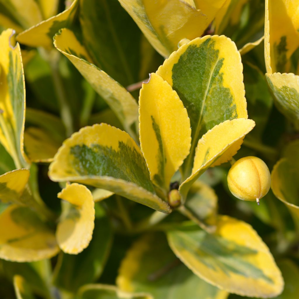 Euonymus japonicus Aureus - Fusain du Japon