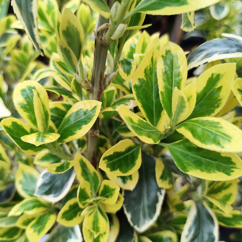 Euonymus japonicus Bravo - Fusain du Japon