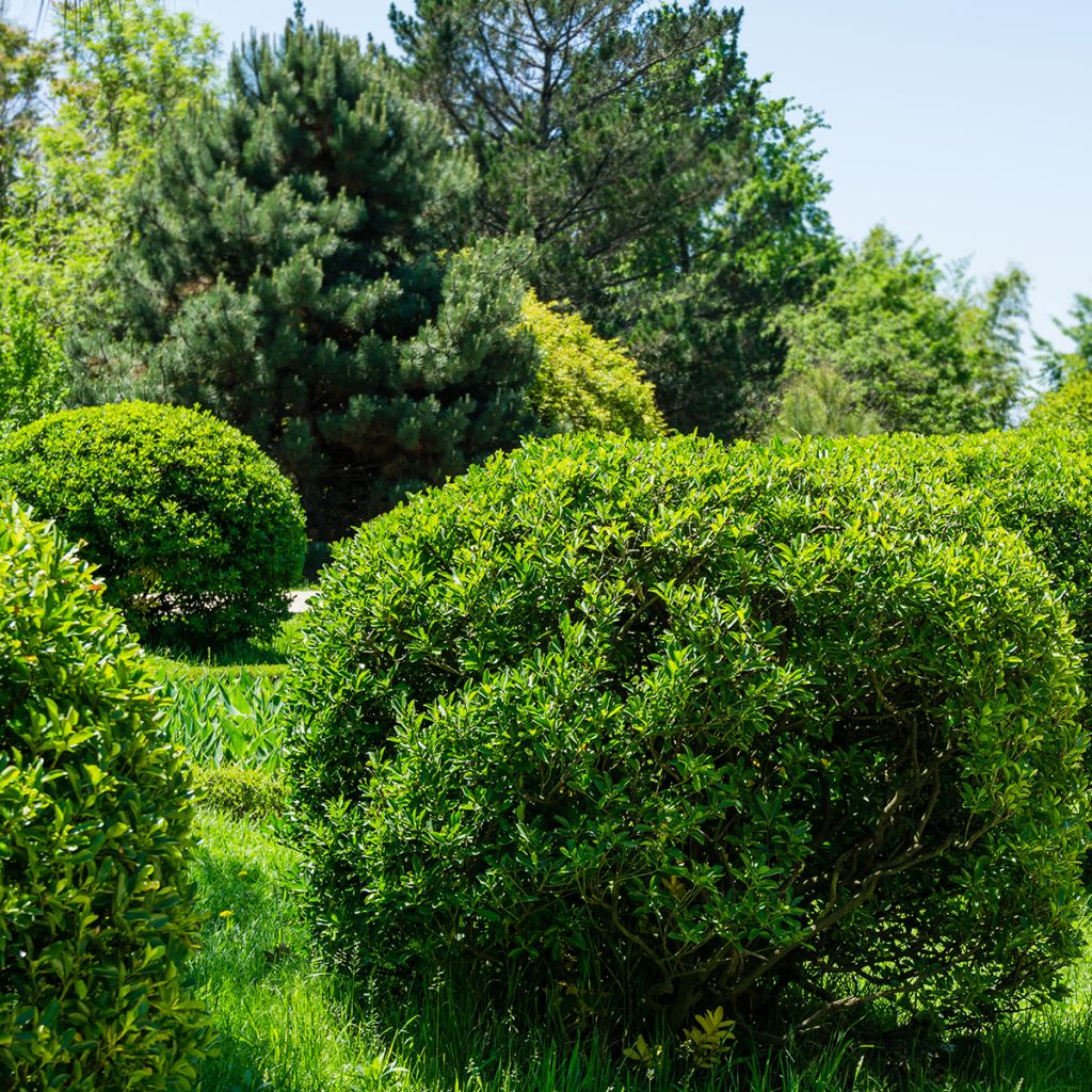 Euonymus japonicus - Fusain du Japon
