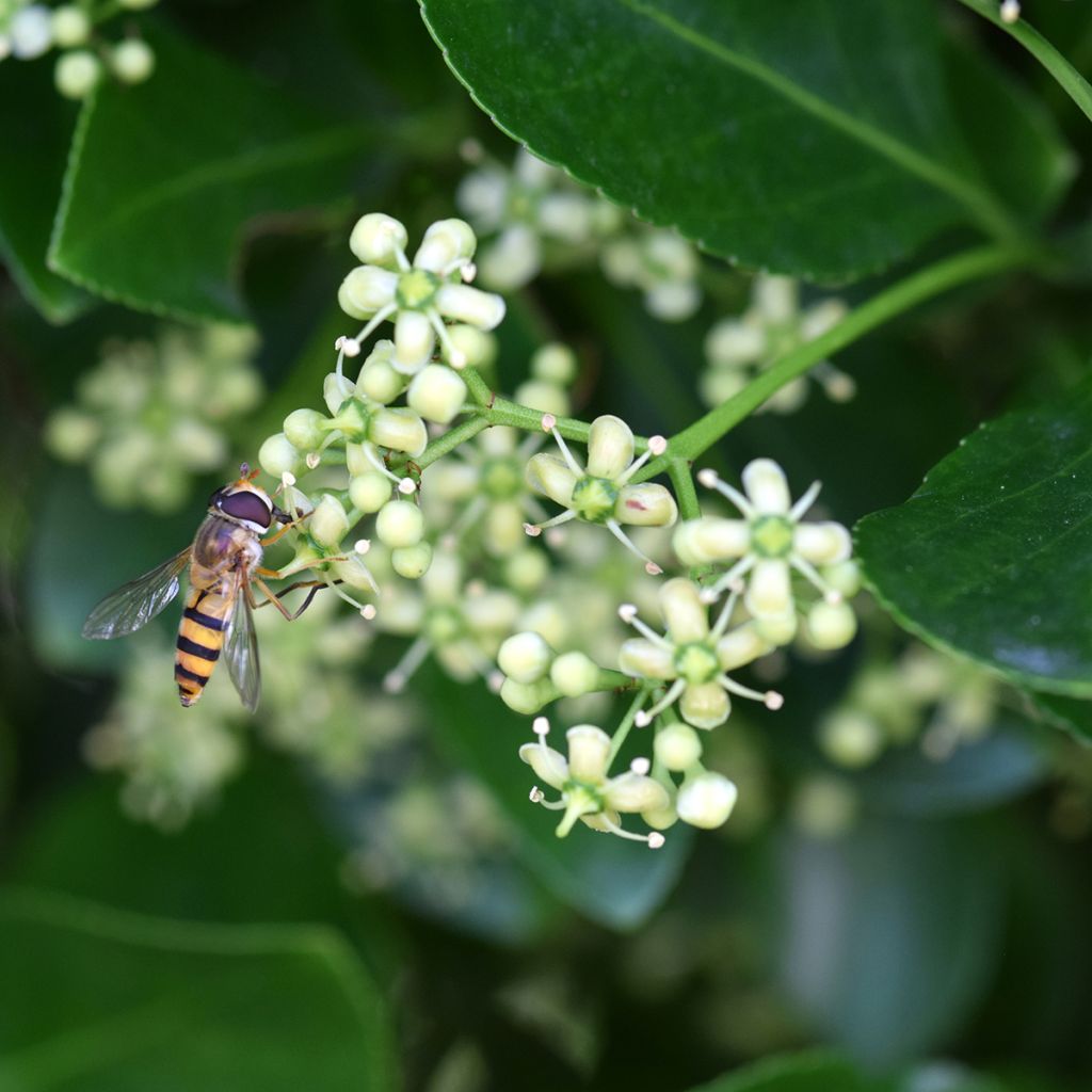 Euonymus japonicus - Fusain du Japon