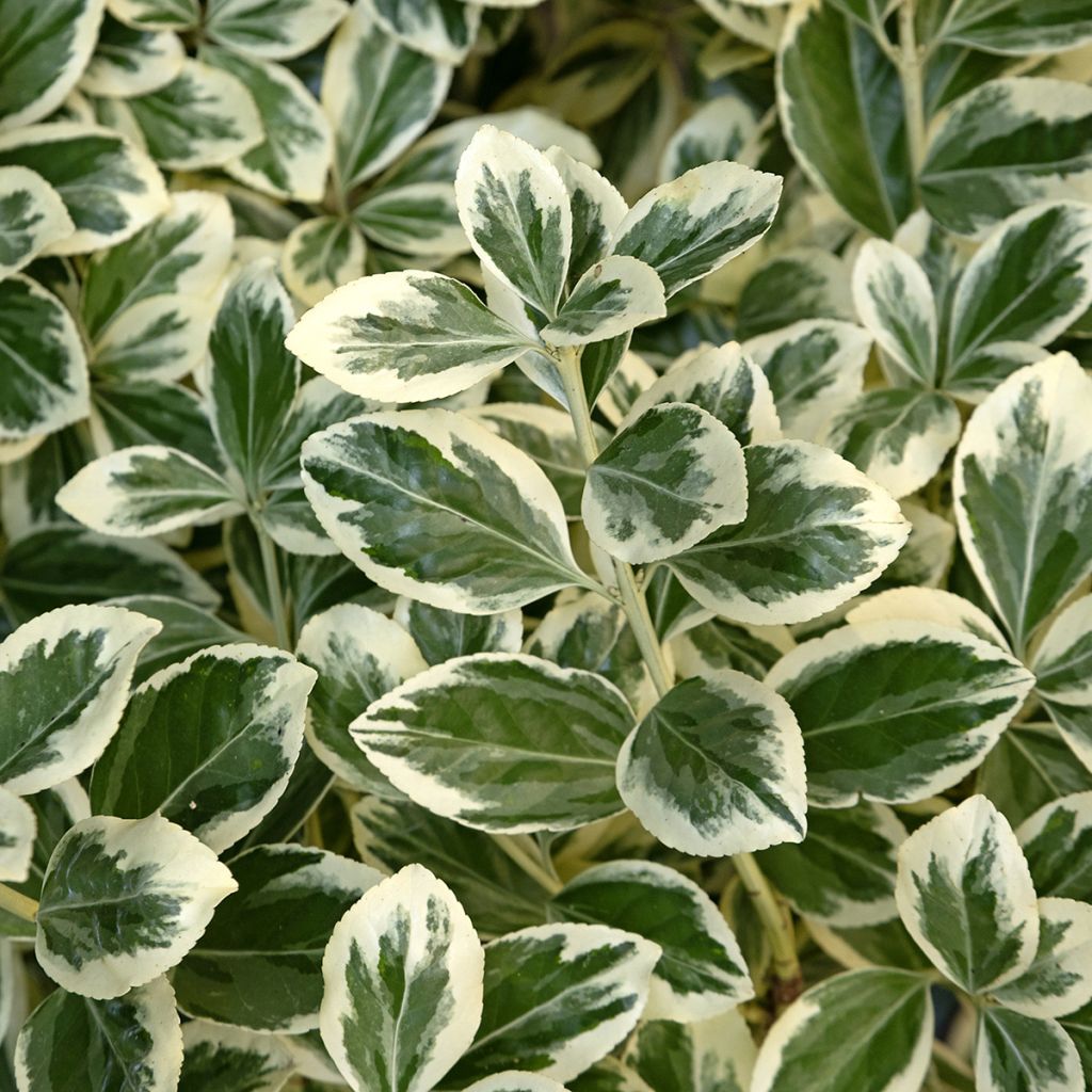 Euonymus japonicus Kathy - Fusain du Japon