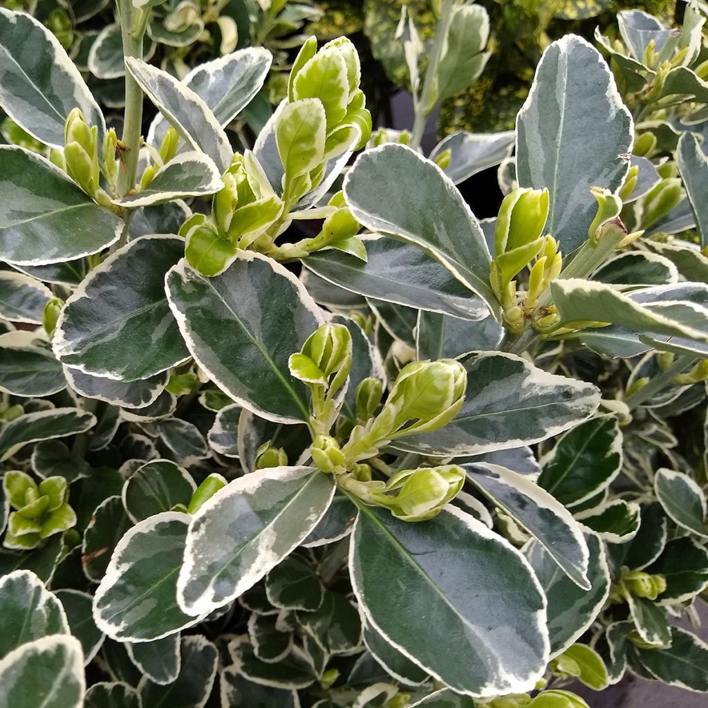 Euonymus japonicus Kathy - Fusain du Japon