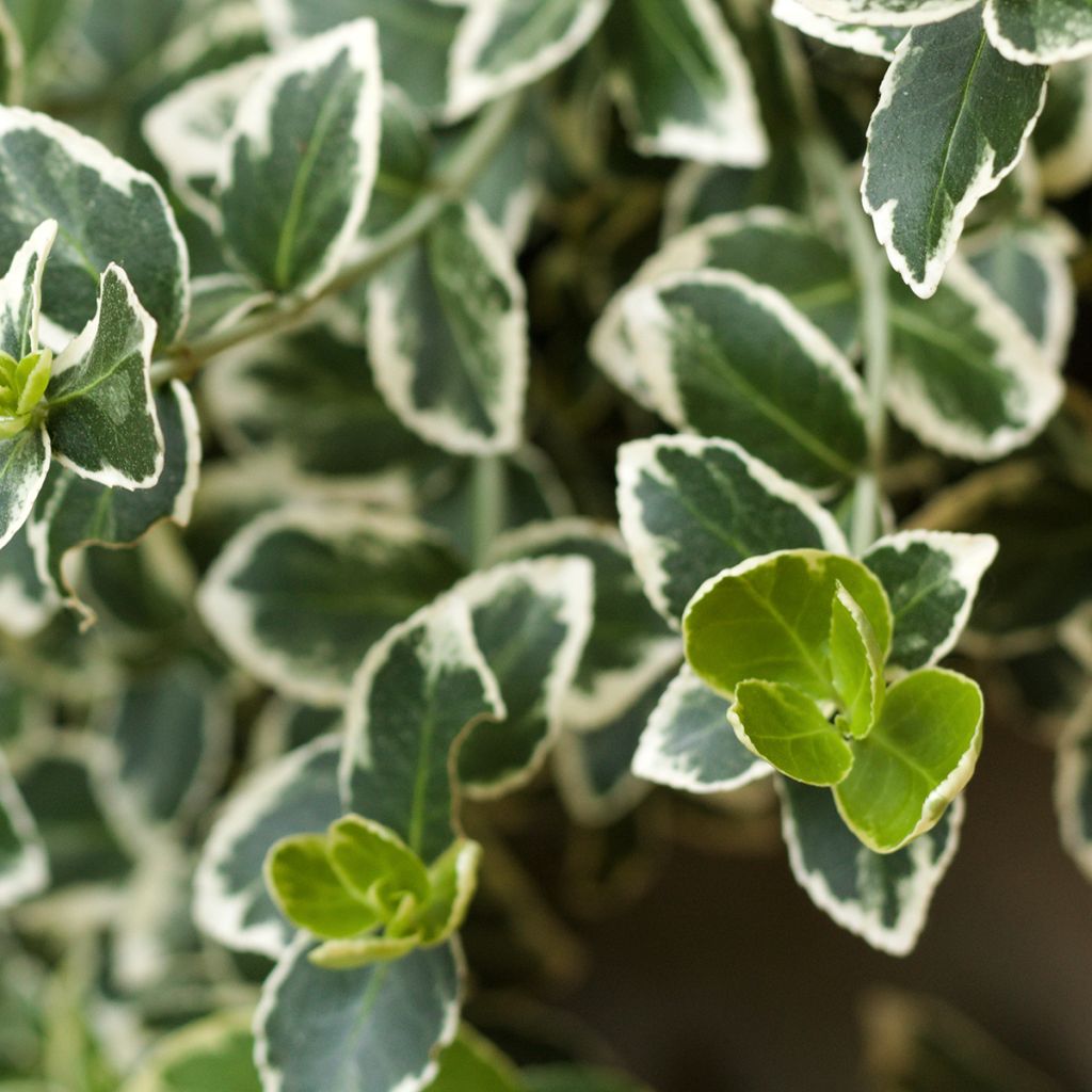 Euonymus japonicus Kathy - Fusain du Japon