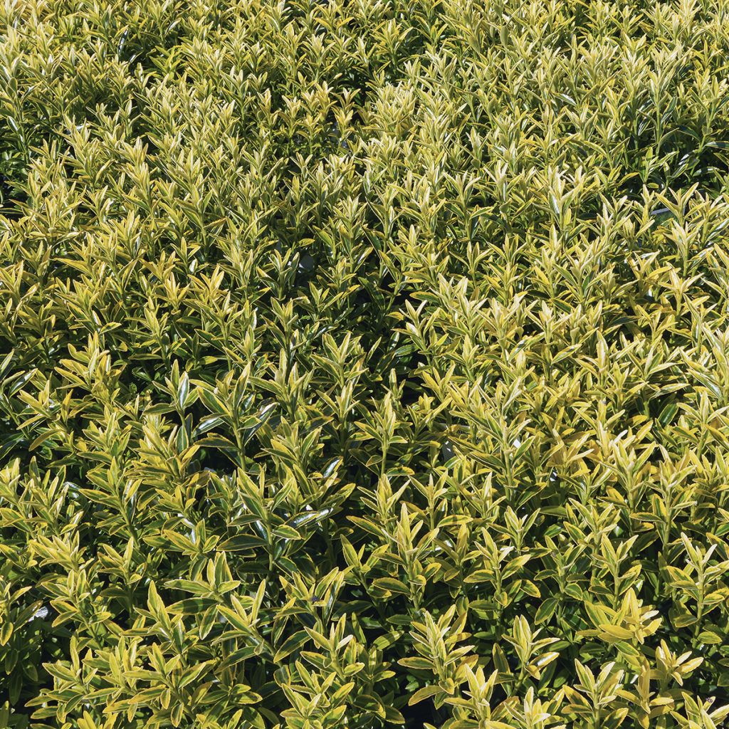 Euonymus japonicus Microphyllus Aureovariegatus - Fusain