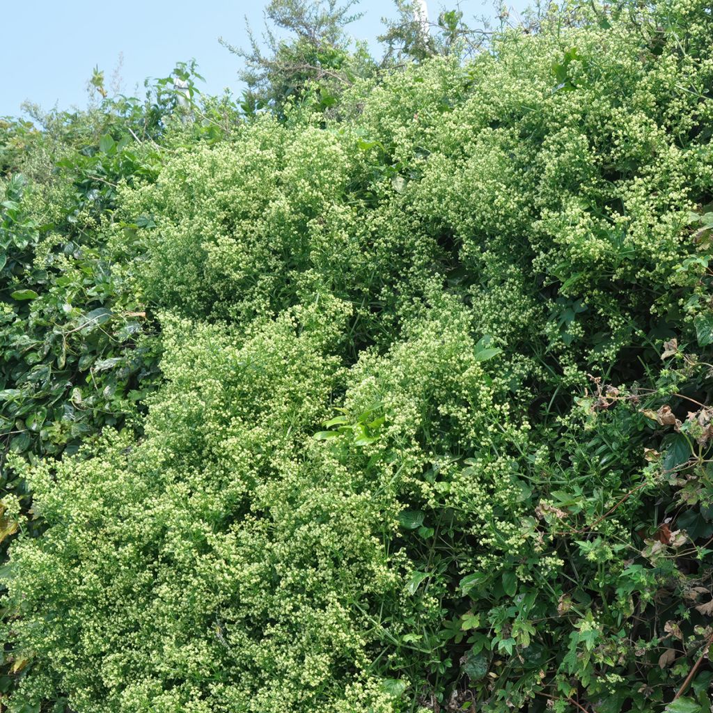 Euonymus japonicus Microphyllus  - Fusain du Japon