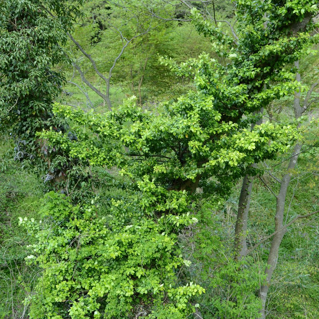 Euonymus japonicus Microphyllus  - Fusain du Japon