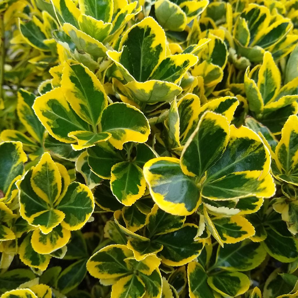 Euonymus japonicus Ovatus Aureus (Marieke) - Fusain du Japon