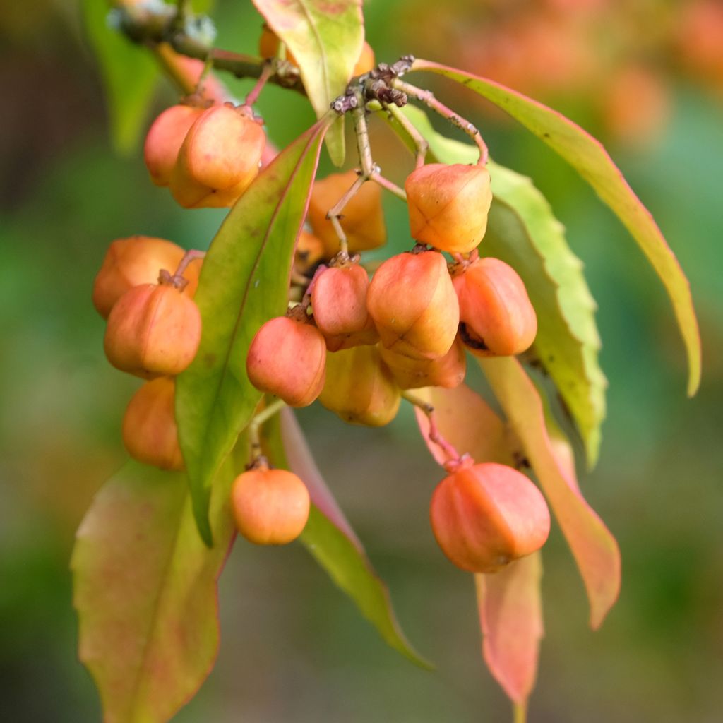 Euonymus myrianthus - Fusain de Chine 