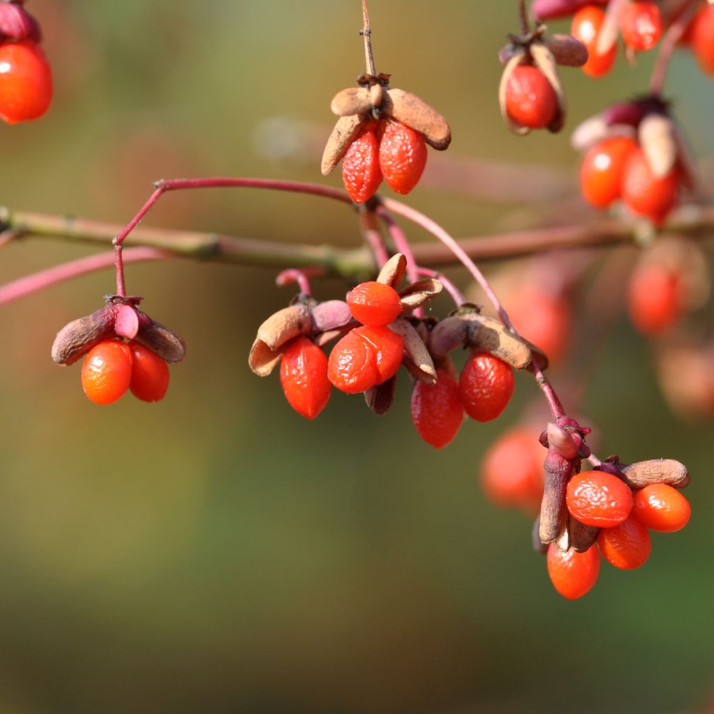 Euonymus oxyphyllus - Fusain de Corée