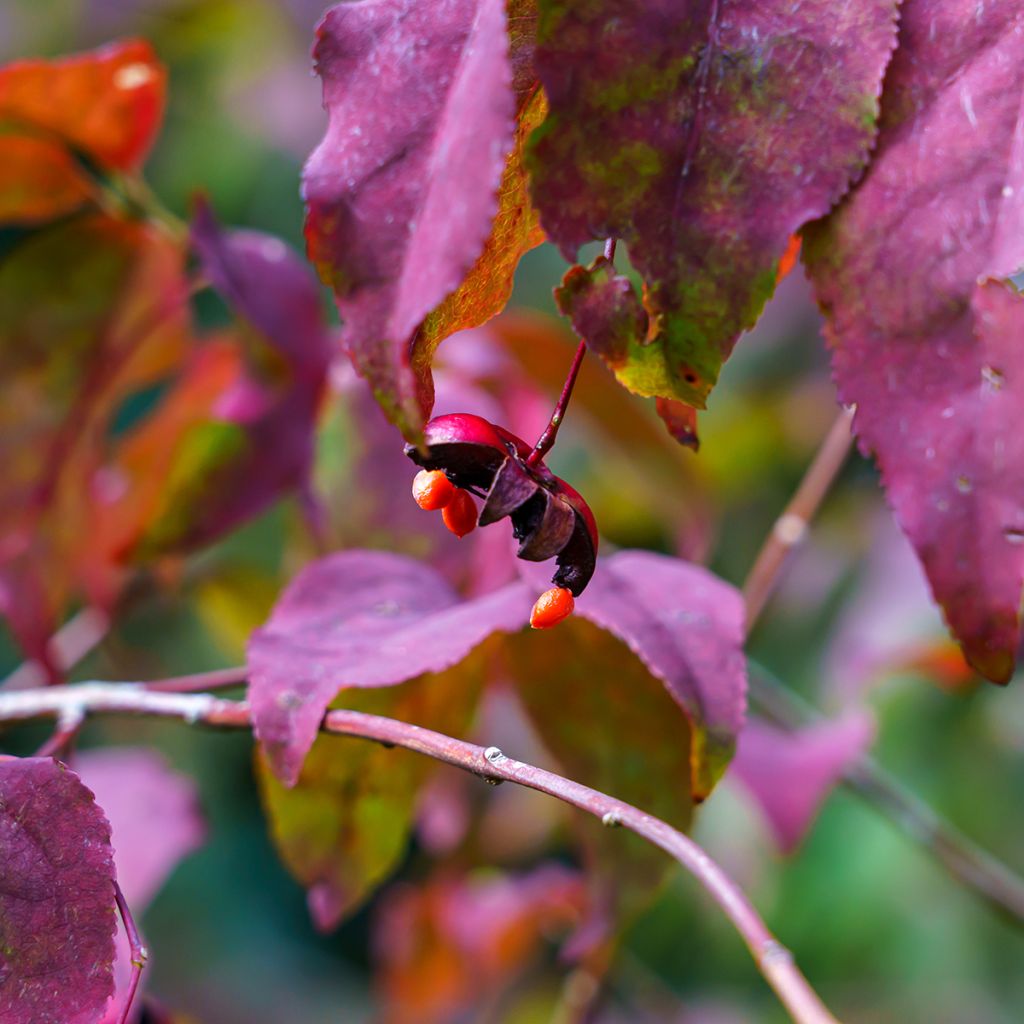 Euonymus planipes - Fusain