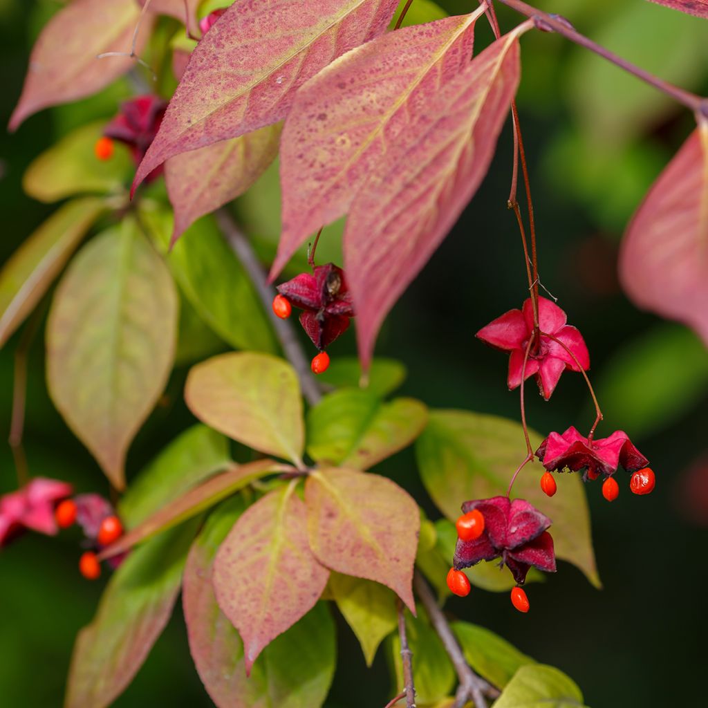 Euonymus planipes - Fusain