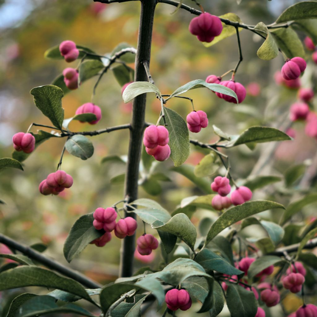 Euonymus vidalii - Fusain de Vidal