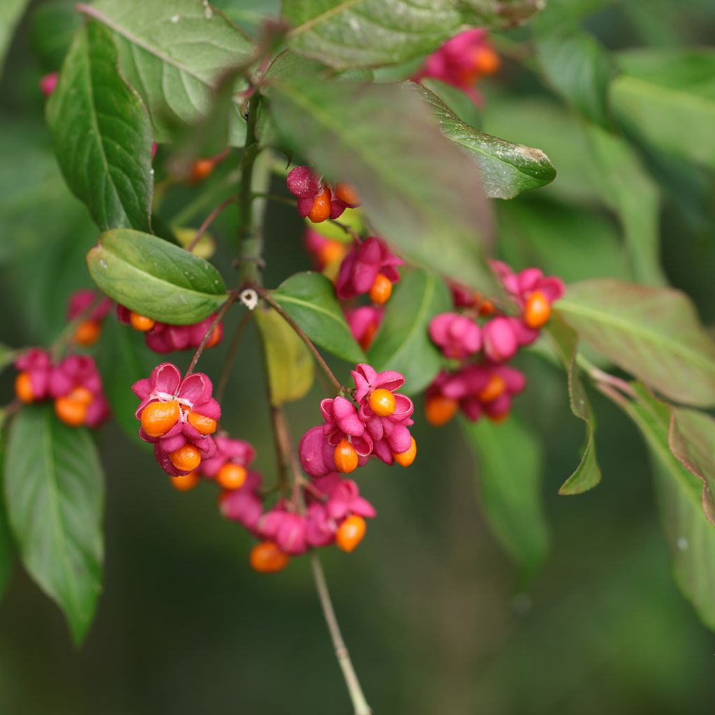 Euonymus latifolius - Fusain à feuilles larges