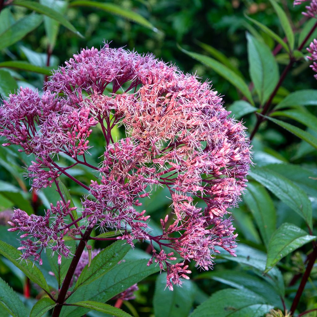 Eupatorium maculatum Atropurpureum -  Eupatoire pourpre