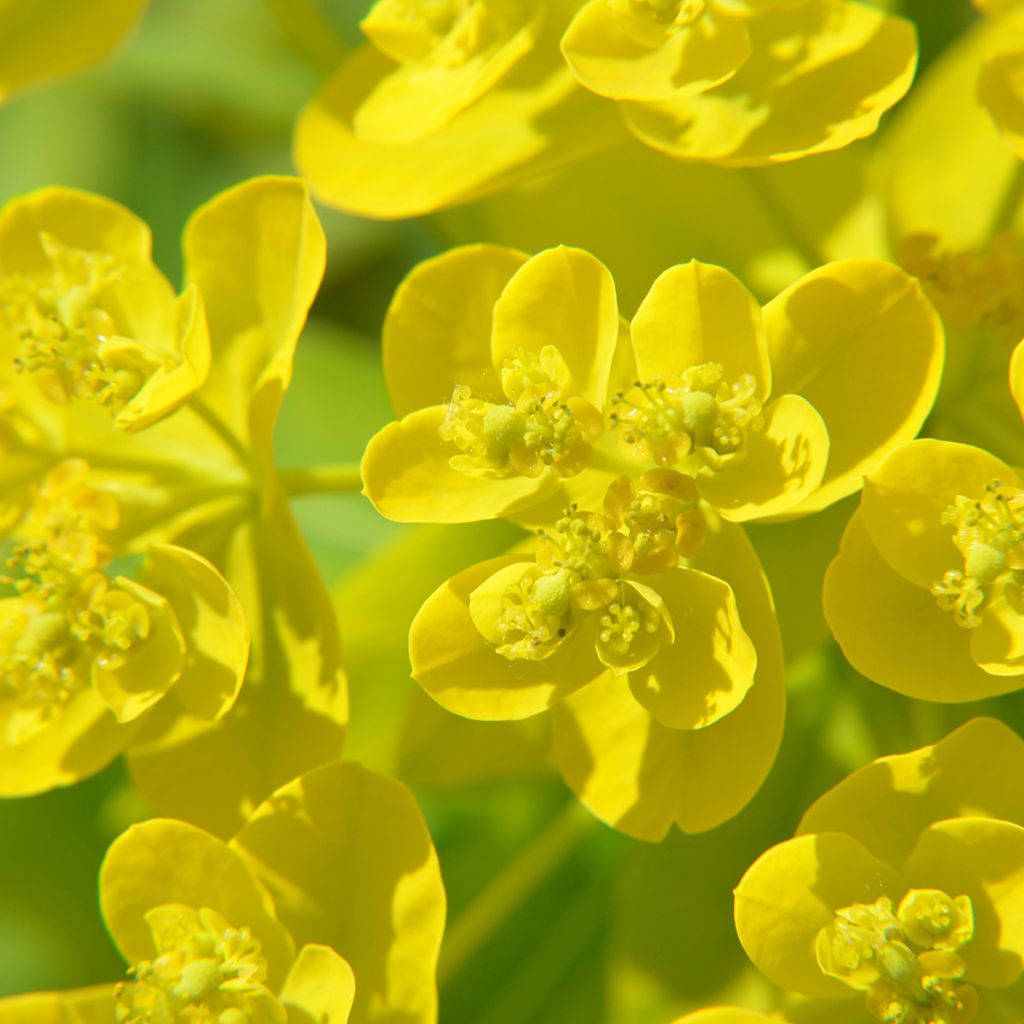 Euphorbe, Euphorbia Cornigera