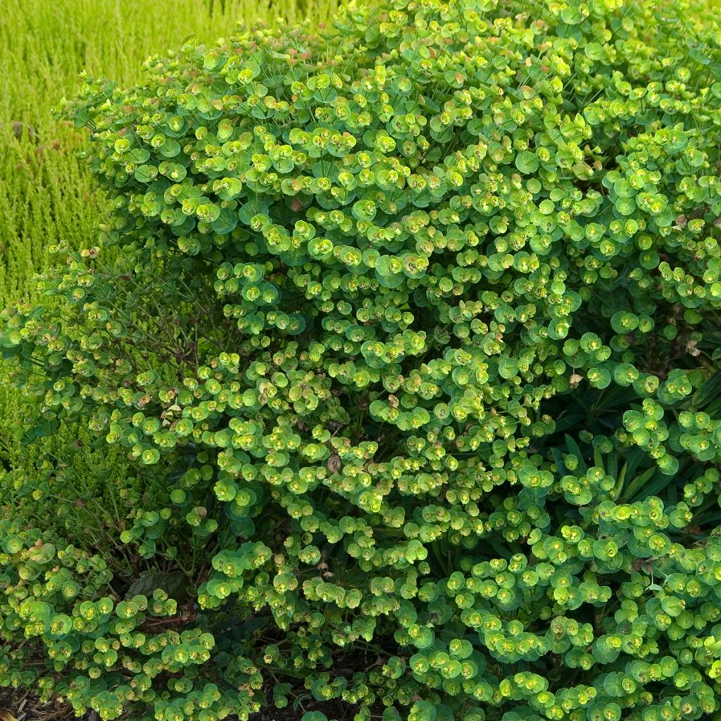 Euphorbe Redwing 'Charam'