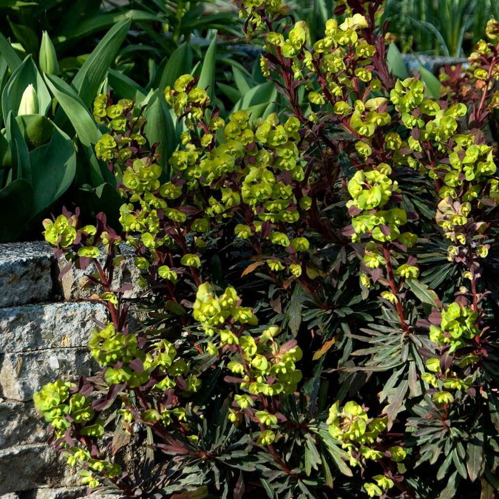Euphorbia amygdaloides purpurea - Euphorbe des bois pourpre