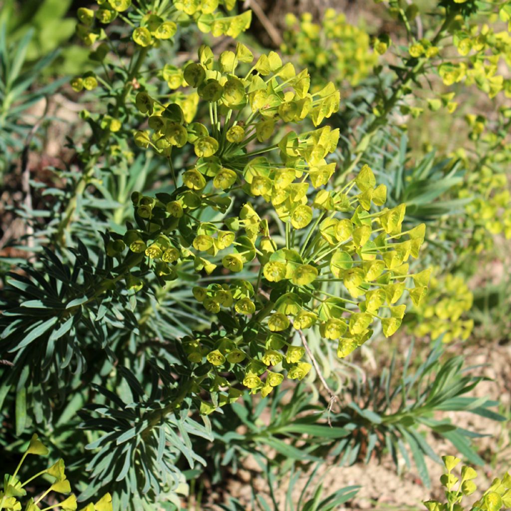 Euphorbia characias - Euphorbe arbustive