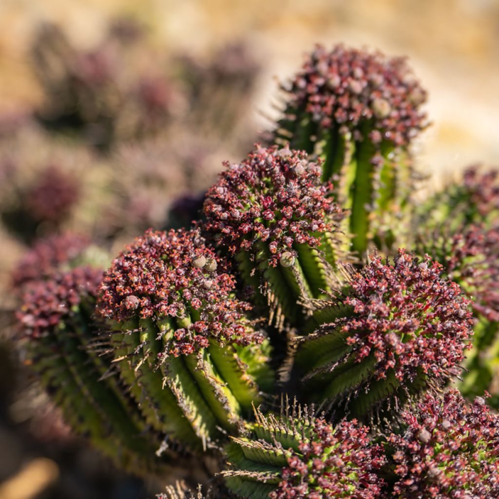 Euphorbia horrida - Euphorbe