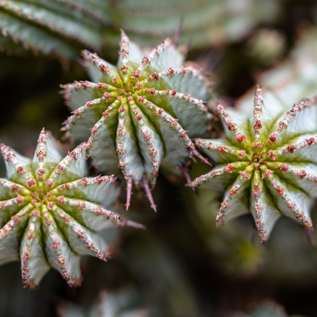 Euphorbia horrida Alba - Euphorbe