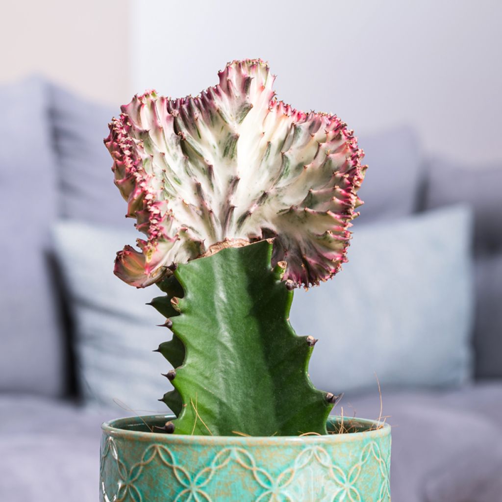 Euphorbia lactea Cristata - Euphorbe lactée