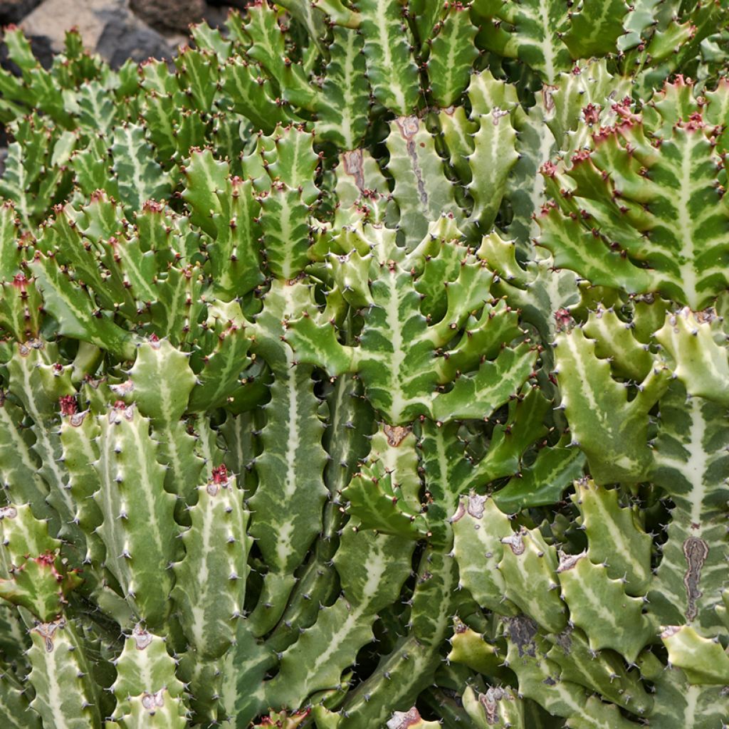 Euphorbia lactea - Euphorbe lactée