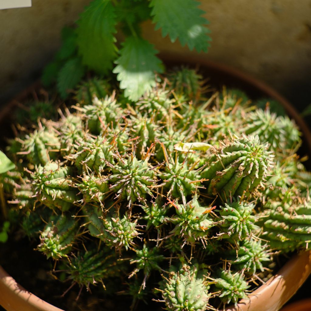 Euphorbia mammillaris - Euphorbe