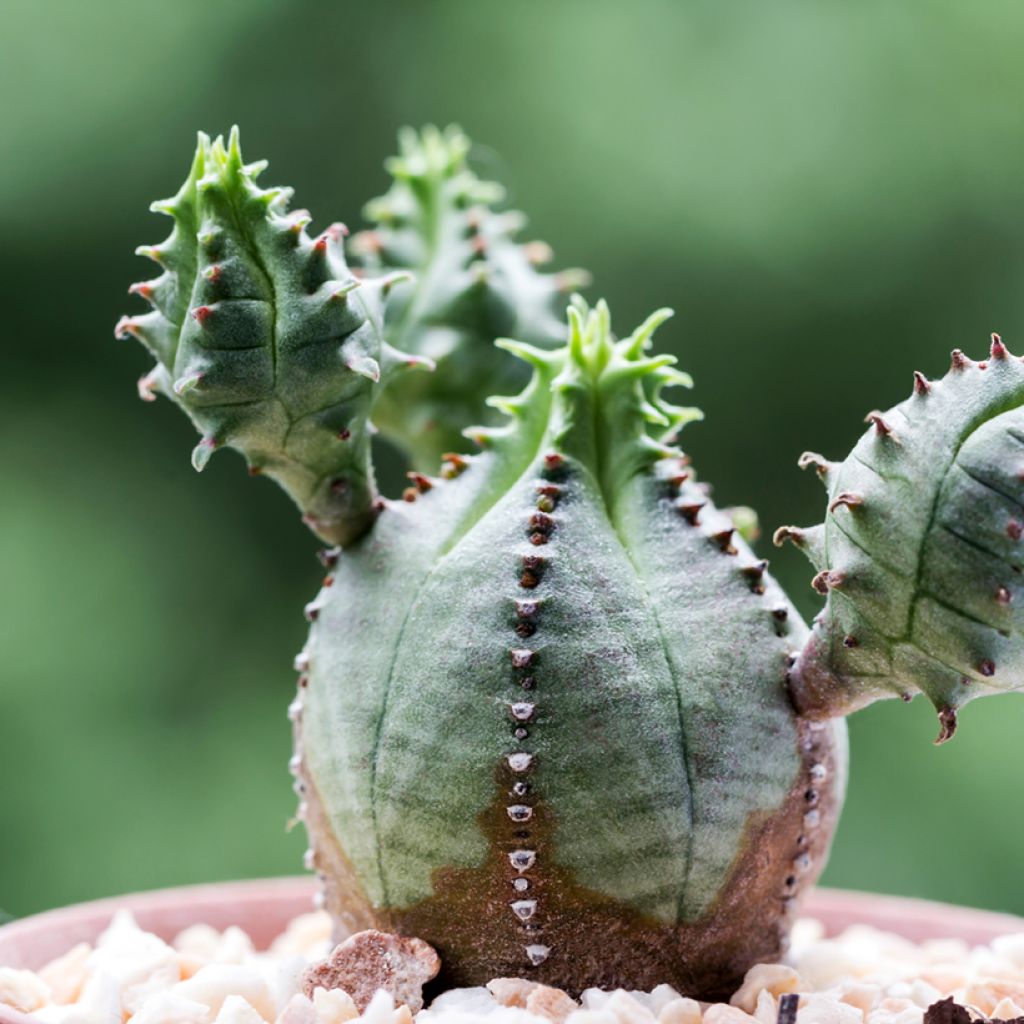 Euphorbia meloformis - Euphorbe