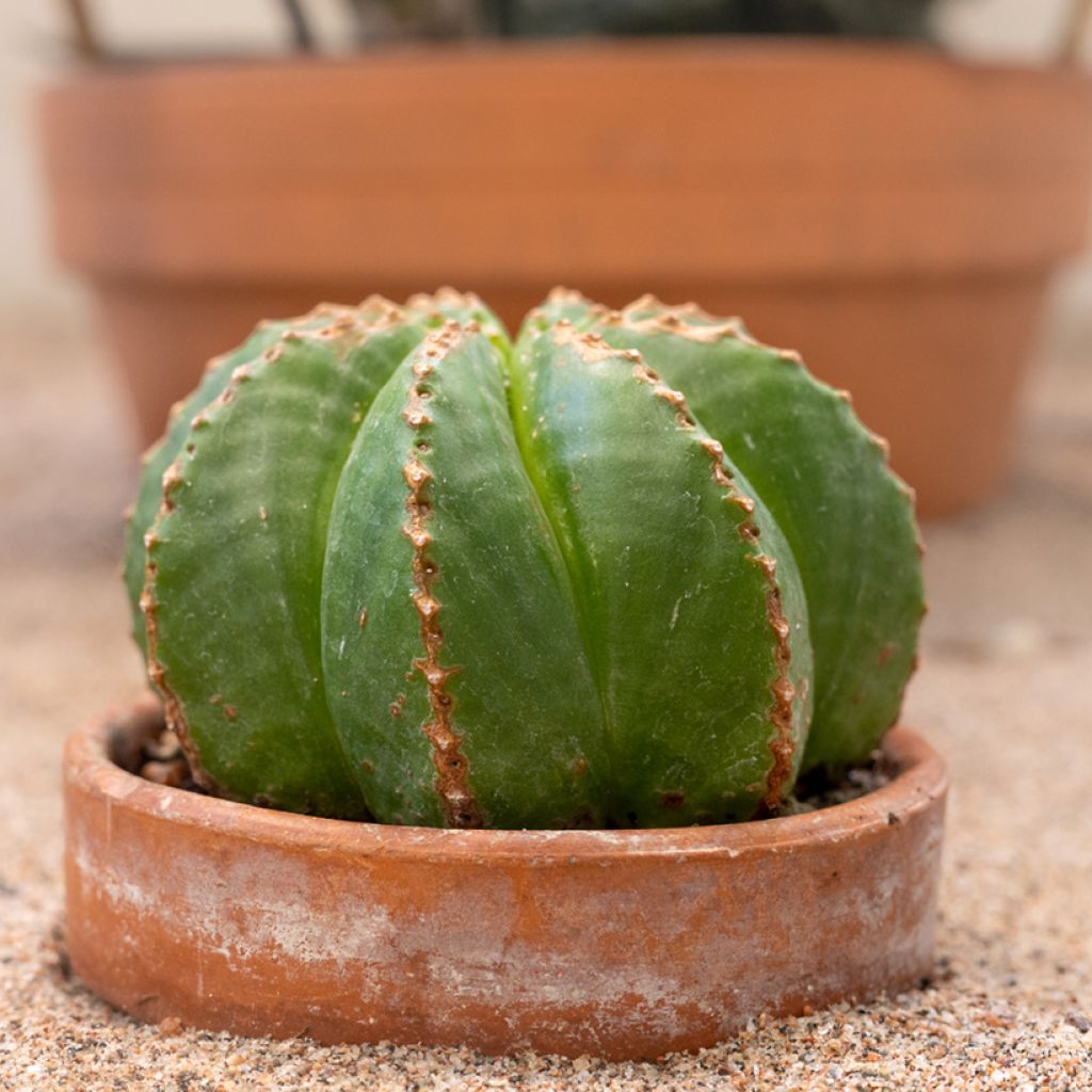 Euphorbia meloformis - Euphorbe
