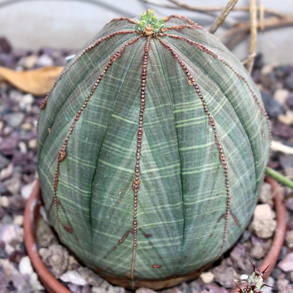 Euphorbia meloformis - Euphorbe