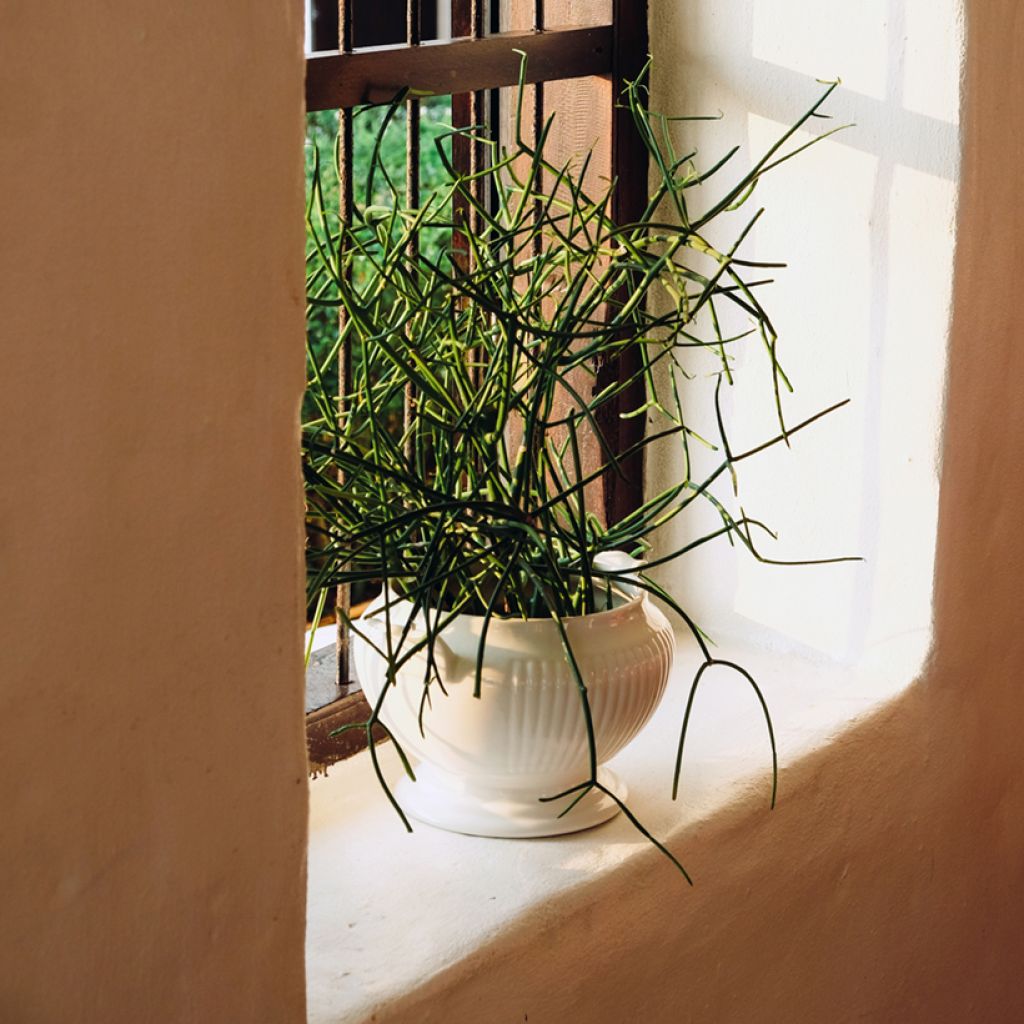 Euphorbia tirucalli - Plante crayon