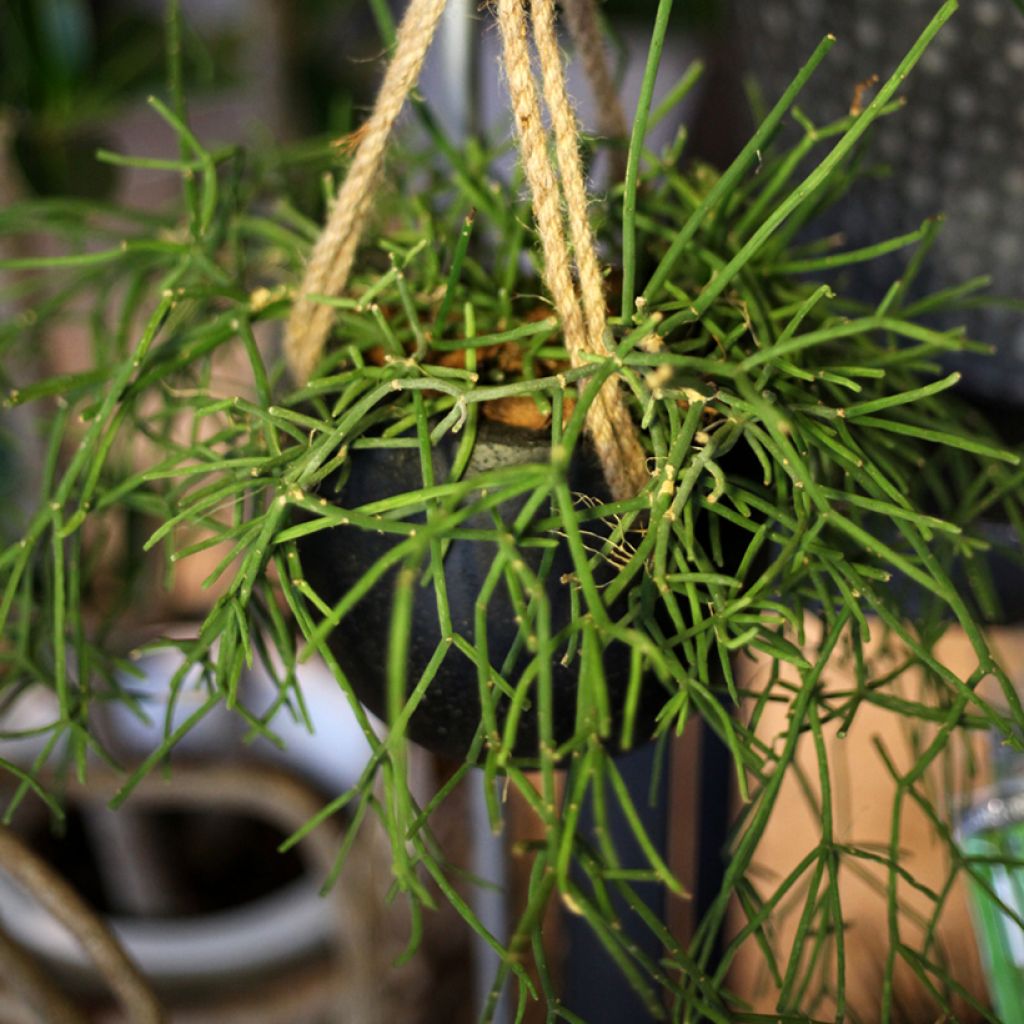 Euphorbia tirucalli - Plante crayon